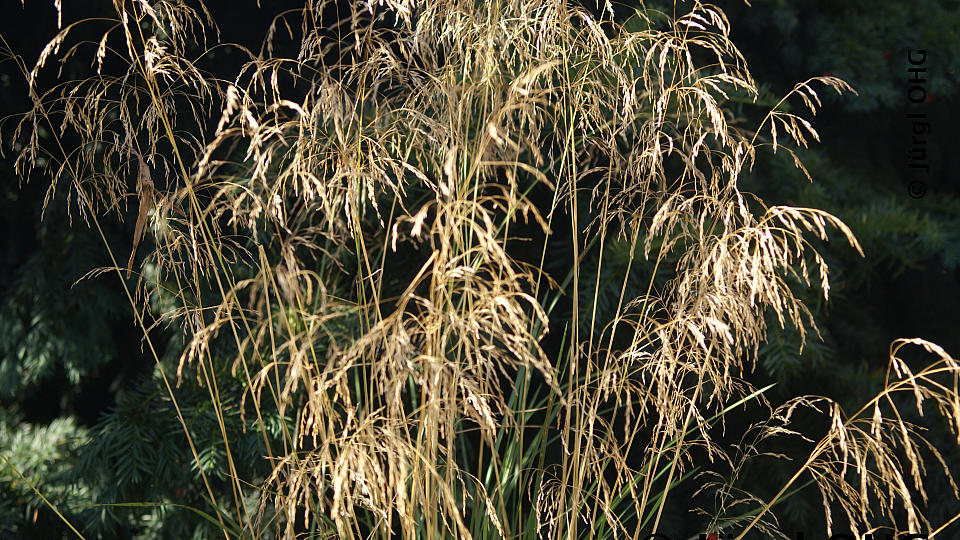 Deschampsia cespitosa 'Tardiflora', Wald-Schmiele 'Tardiflora'