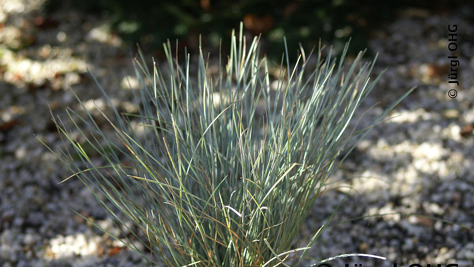 Festuca cinerea 'Elijah Blue', Blauschwingel 'Elijah Blue'