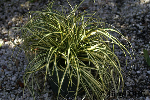 Carex oshimensis 'Evergold', Gold-Segge 'Evergold'