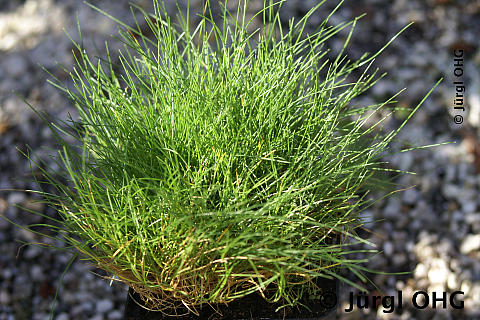 Festuca gautieri (scoparia), Bärenfell-Schwingel