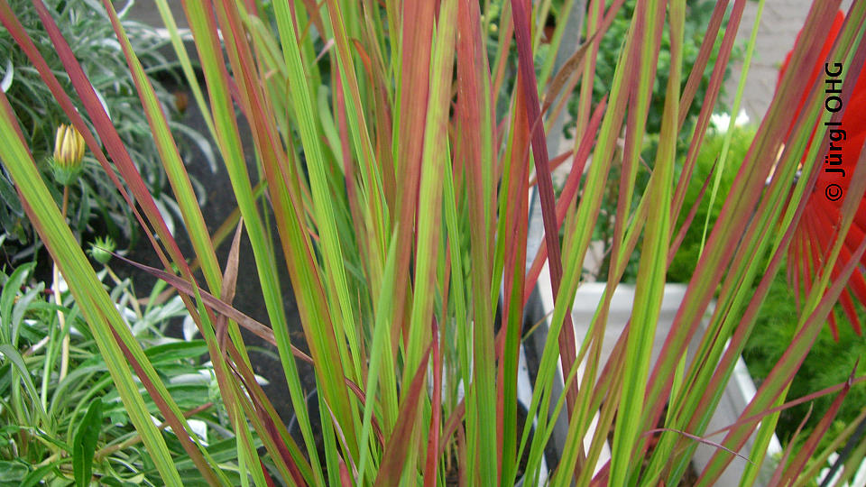 Imperata cylindrica varietas koenigii 'Red Baron', Japanisches Blutgras 'Red Baron'