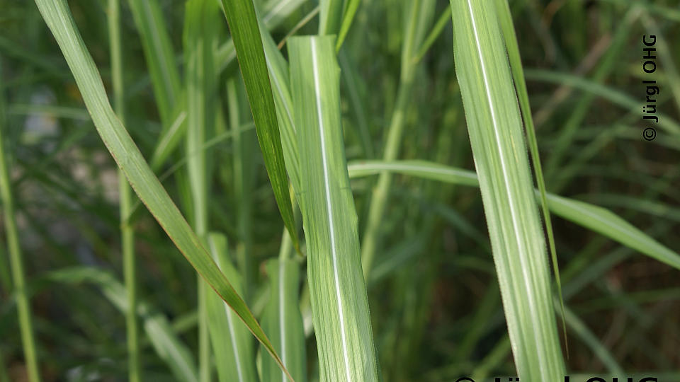 Miscanthus sinensis 'Silberfeder', Chinaschilf 'Silberfeder'