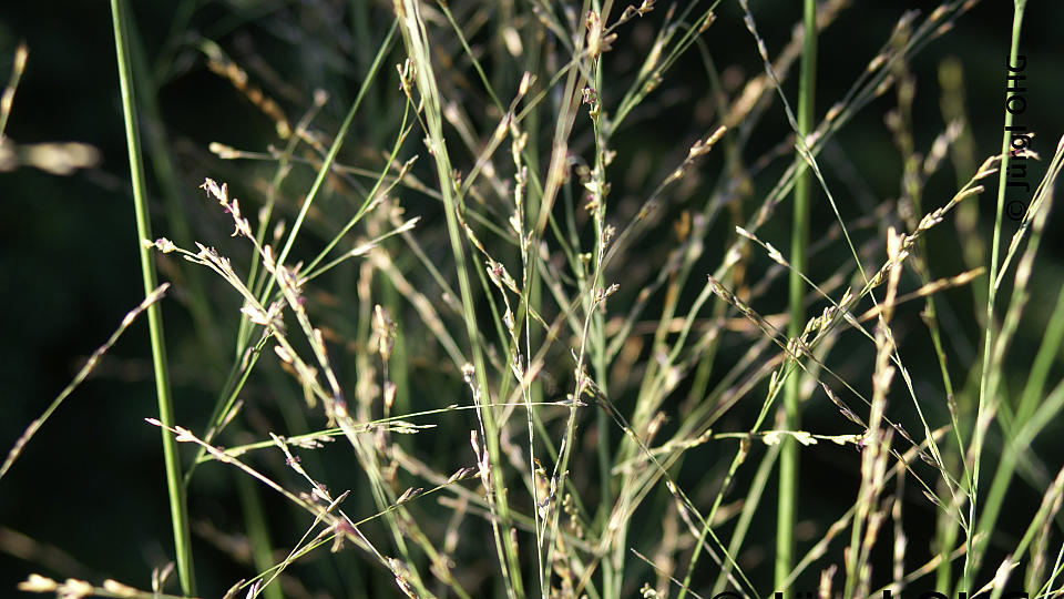 Molinia arundinacea 'Karl Förster', Riesenpfeifengras 'Karl Förster'