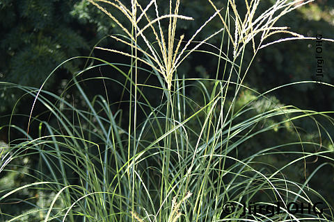 Miscanthus sinensis 'Adagio', Zwerg-Chinaschilf 'Adagio'