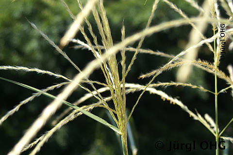 Miscanthus sinensis 'Federweißer', Chinaschilf 'Federweißer'