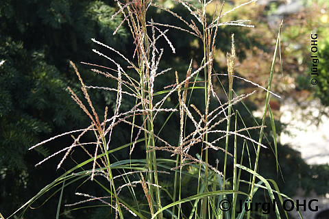 Miscanthus sinensis 'Ferner Osten', Chinaschilf 'Ferner Osten'