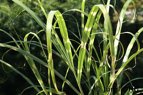 Miscanthus sinensis 'Strictus', Chinaschilf 'Strictus'