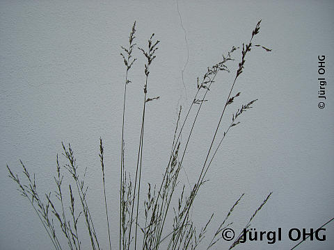 Molinia caerulea 'Edith Dudszus', Kleines Pfeifengras 'Edith Dudszus'