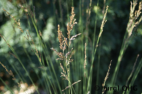 Molinia caerulea 'Moorhexe', Kleines Pfeifengras 'Moorhexe'