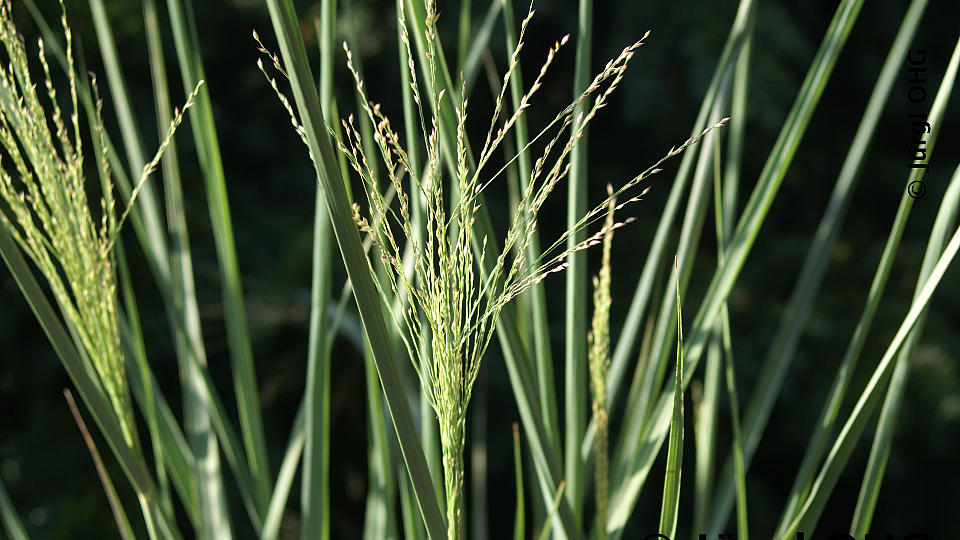 Panicum virgatum 'Cloud Nine', Riesen-Rutenhirse 'Cloud Nine'