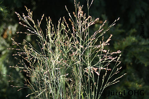 Panicum virgatum 'Heiliger Hain', Rutenhirse 'Heiliger Hain'