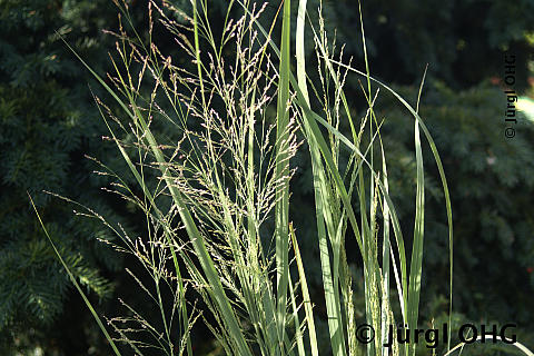 Panicum virgatum 'Northwind', Rutenhirse 'Northwind'