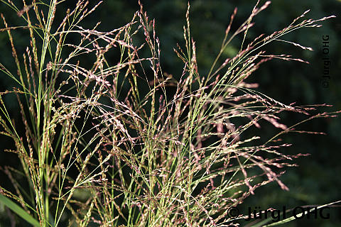 Panicum virgatum 'Rehbraun', Rutenhirse 'Rehbraun'