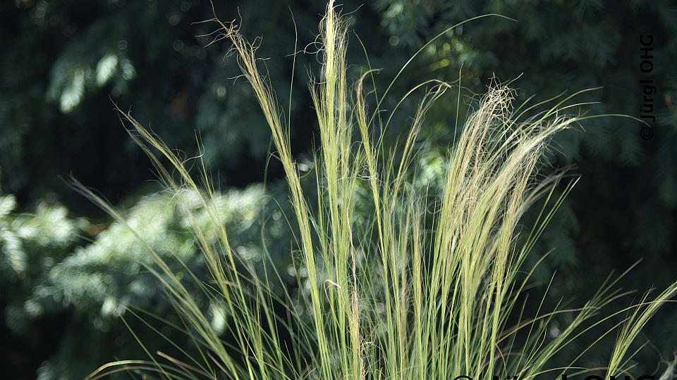 Stipa tenuissima 'Ponytails', Zartes Federgras 'Ponytails'