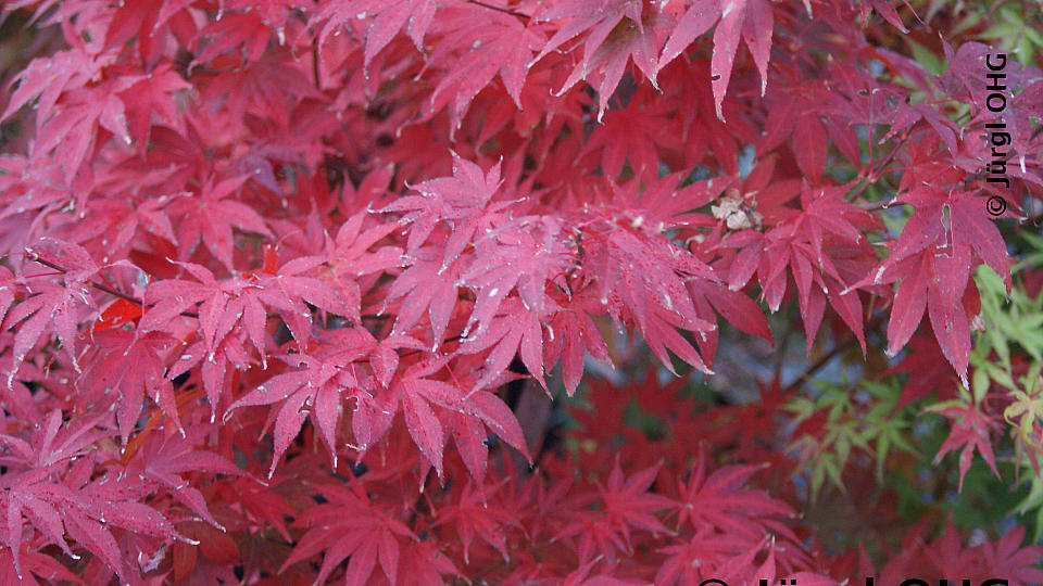 Acer palmatum 'Atropurpureum', Roter Fächerahorn 'Atropurpureum'