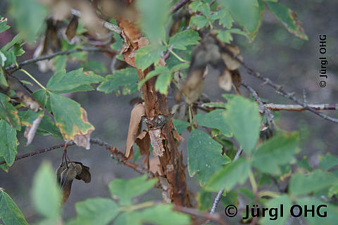 Acer griseum, Zimtahorn