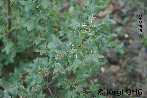 Acer monspessulanum, Französischer Ahorn