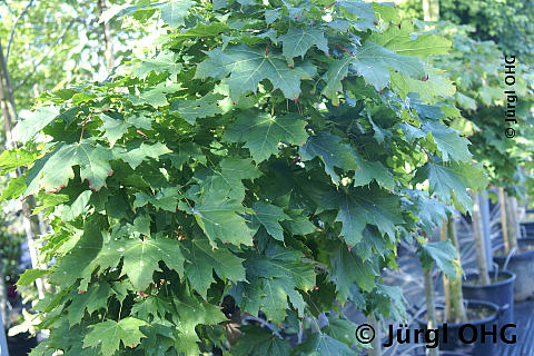 Acer platanoides 'Globosum', Kugelahorn 'Globosum'