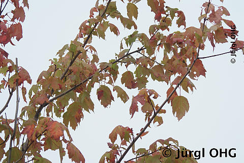 Acer rubrum 'October Glory', Rotahorn 'October Glory'