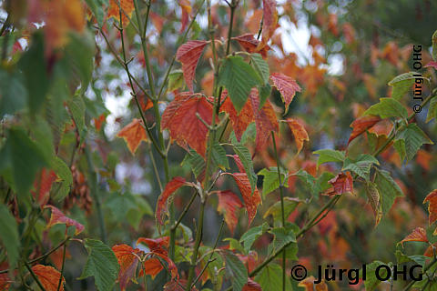 Acer rufinerve, Rostbartahorn