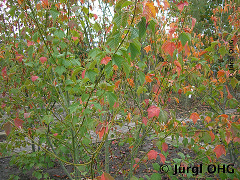 Acer rufinerve, Rostbartahorn