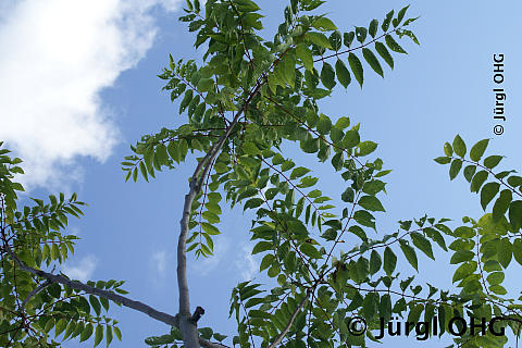 Ailanthus altissima, Götterbaum