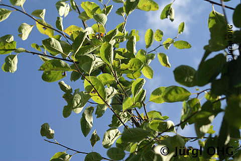 Amelanchier lamarckii, Kupfer-Felsenbirne