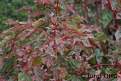 Acer conspicuum 'Red Flamingo', Rotrindiger Strauchahorn 'Red Flamingo'