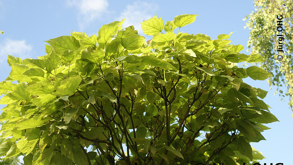 Catalpa bignonioides 'Nana', Kugel-Trompetenbaum 'Nana'