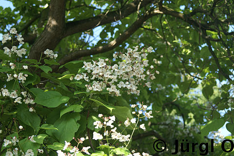 Catalpa bignonioides, Gewöhnlicher Trompetenbaum