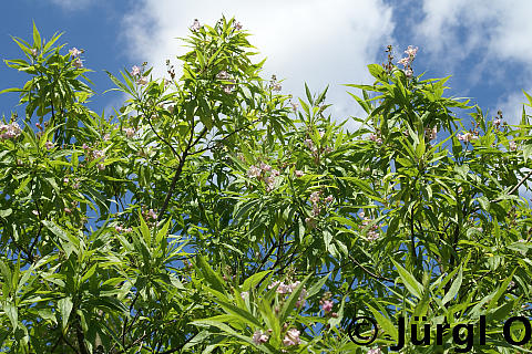 <tmpl_var article_image_description | HTML >