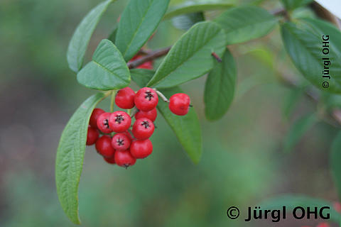 Cotoneaster watereri 'Cornubia', Wintergrüne Baummispel 'Cornubia'