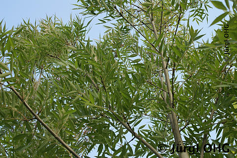 Fraxinus angustifolia 'Raywood', Kleinkronige Esche 'Raywood'
