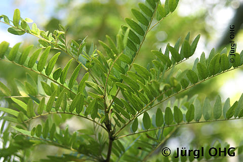 Gleditsia triacanthos 'Sunburst', Lederhülsenbaum 'Sunburst'