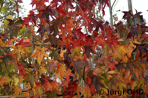 Liquidambar styraciflua, Amberbaum