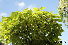 Catalpa bignonioides 'Nana', Kugel-Trompetenbaum 'Nana'