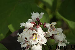 Catalpa erubescens 'Purpurea', Trompetenbaum 'Purpurea'