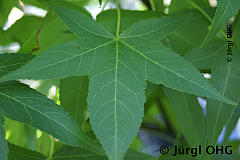 Liquidambar styraciflua 'Slender Silhouette', Säulenamberbaum 'Slender Silhouette'