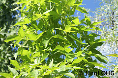 Liquidambar styraciflua 'Slender Silhouette', Säulenamberbaum 'Slender Silhouette'