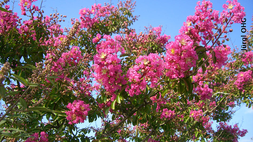 Lagerstroemia indica 'Rosea Grassi', Kreppmyrte 'Rosea Grassi'