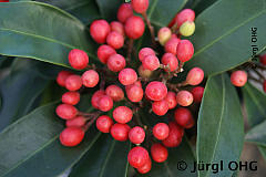 Skimmia reevesiana, Japanische Skimmie 