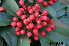 Skimmia reevesiana, Japanische Skimmie 