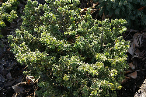 Abies balsamea 'Nana', Zwerg-Balsamtanne 'Nana'