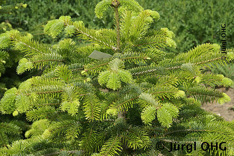 Abies nordmanniana, Nordmannstanne