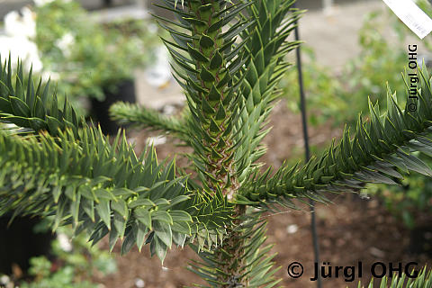 Araucaria araucana, Schmucktanne