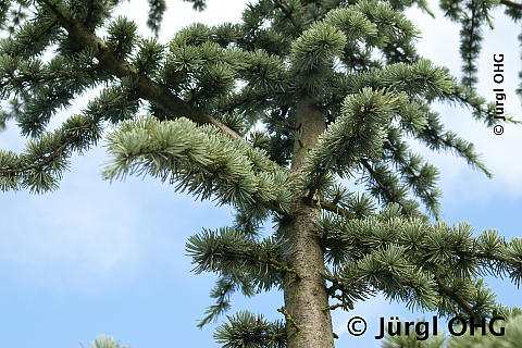 Cedrus atlantica 'Glauca', Blaue Atlaszeder 'Glauca'