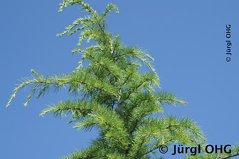 Cedrus deodara, Himalaya-Zeder