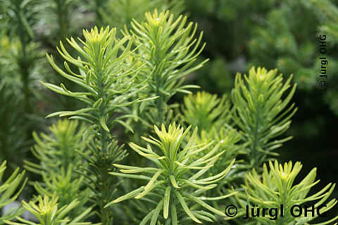 Cephalotaxus harringtonia 'Fastigiata', Säulenkopfeibe 'Fastigiata'