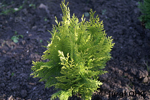 Chamaecyparis lawsoniana 'Stewartii', Gelbe Scheinzypresse 'Stewartii'