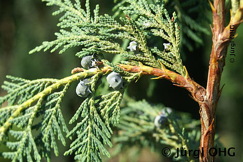 Chamaecyparis nootkatensis 'Pendula', Mähnen-Nutkazypresse 'Pendula'